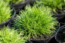 Festuca gautieri 'Pic Carlit'