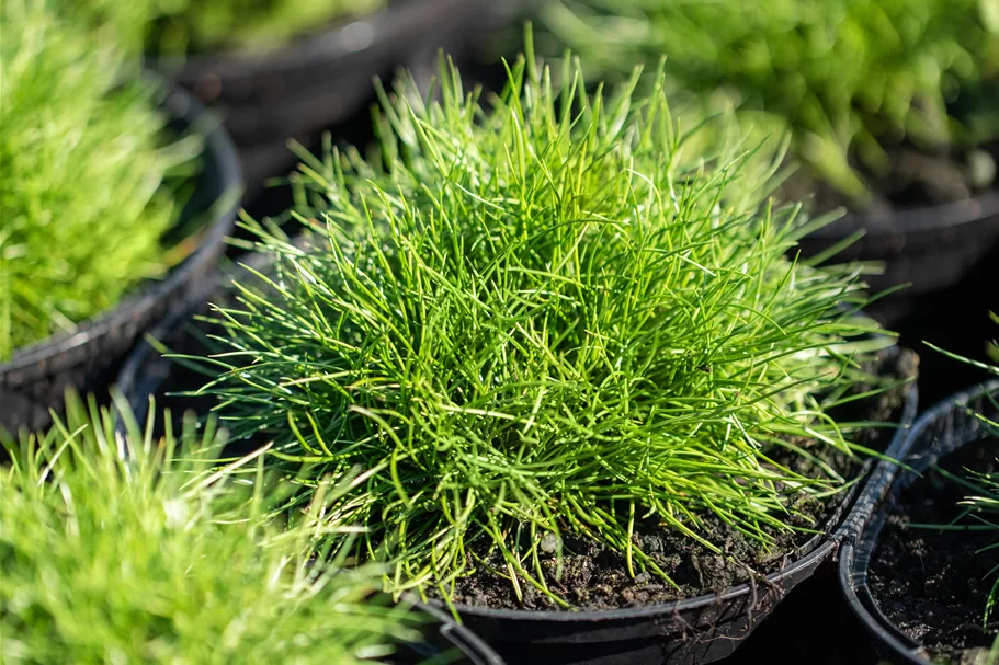 Festuca gautieri 'Pic Carlit'