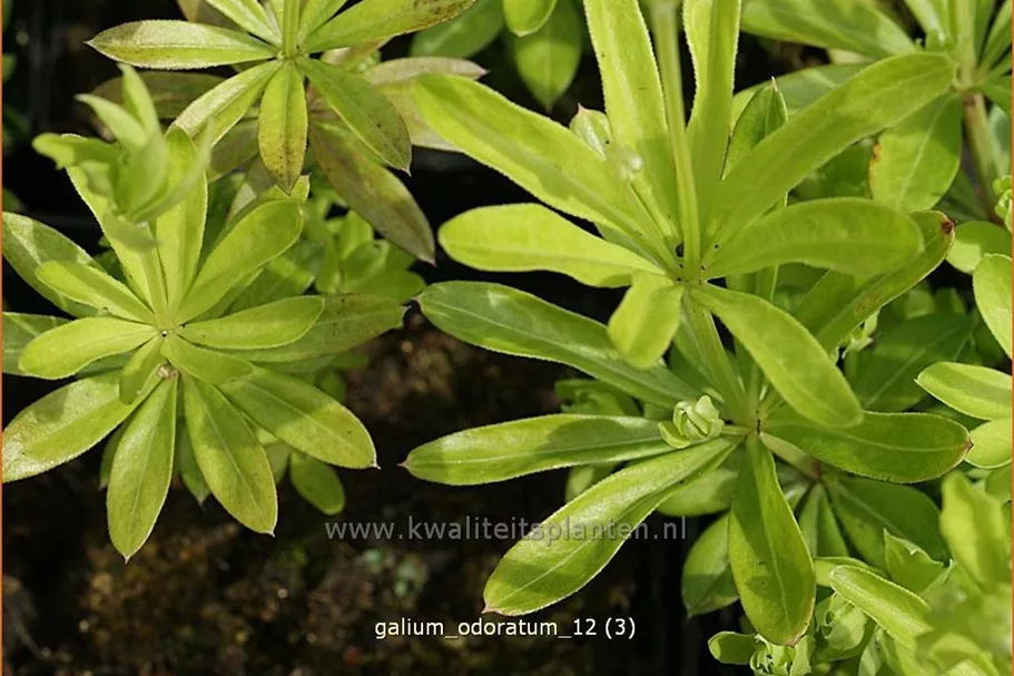 Galium odoratum