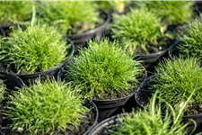 Festuca gautieri 'Pic Carlit'