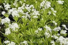 Galium odoratum
