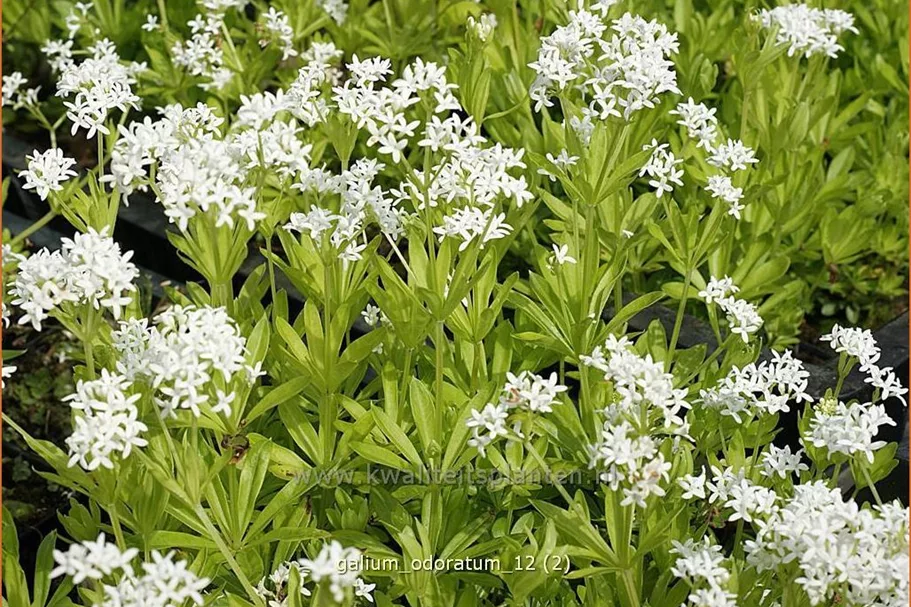 Galium odoratum