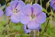 Geranium himalayense 'Irish Blue'