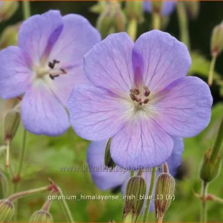 Geranium himalayense 'Irish Blue'