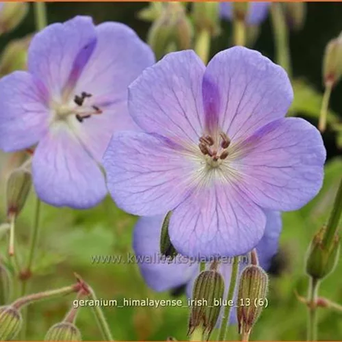 Geranium himalayense 'Irish Blue'