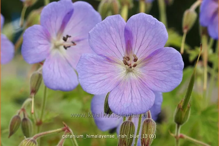 Geranium himalayense 'Irish Blue'