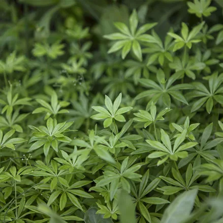 Galium odoratum