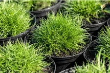 Festuca gautieri 'Pic Carlit'