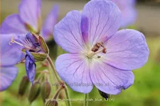 Geranium himalayense 'Irish Blue'