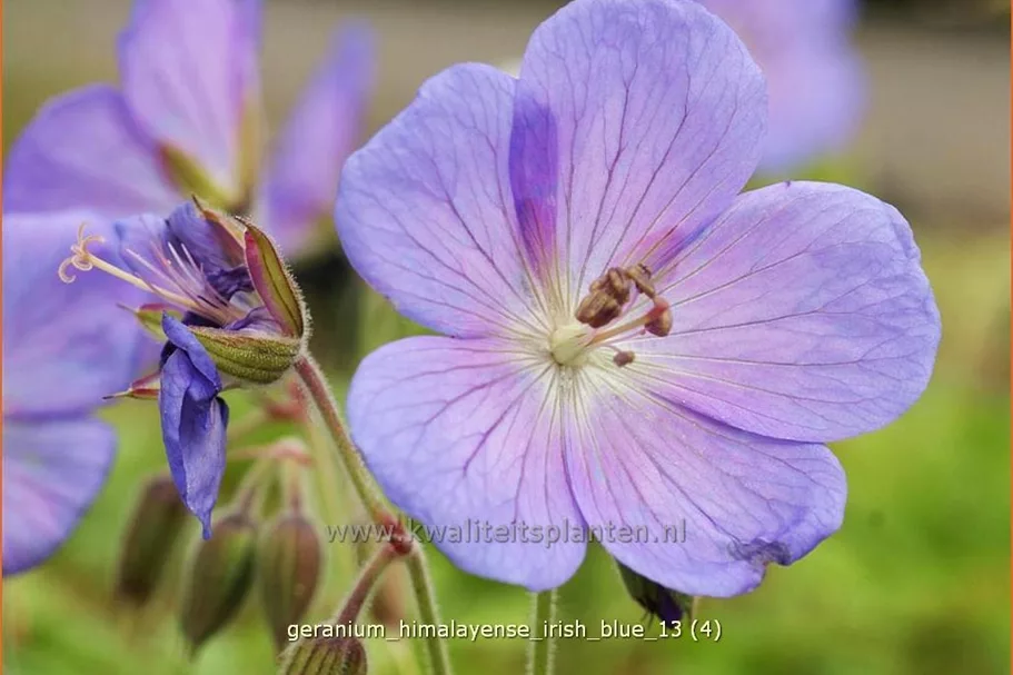 Geranium himalayense 'Irish Blue'
