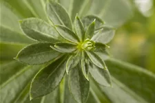Galium odoratum