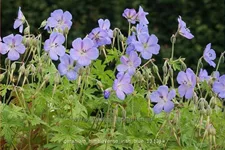 Geranium himalayense 'Irish Blue'