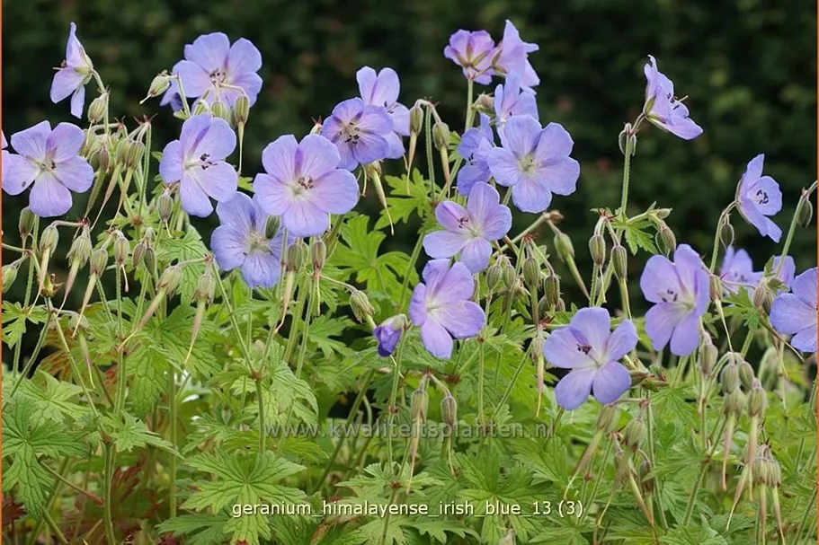 Geranium himalayense 'Irish Blue'