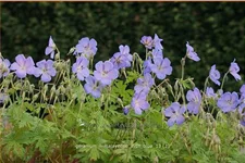 Geranium himalayense 'Irish Blue'