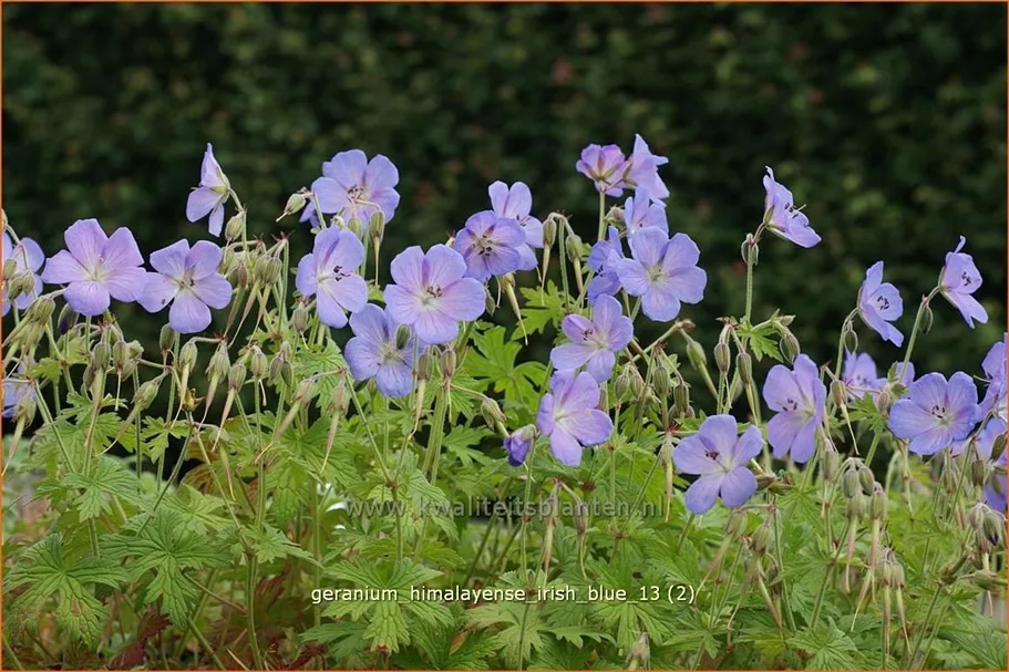 Geranium himalayense 'Irish Blue'