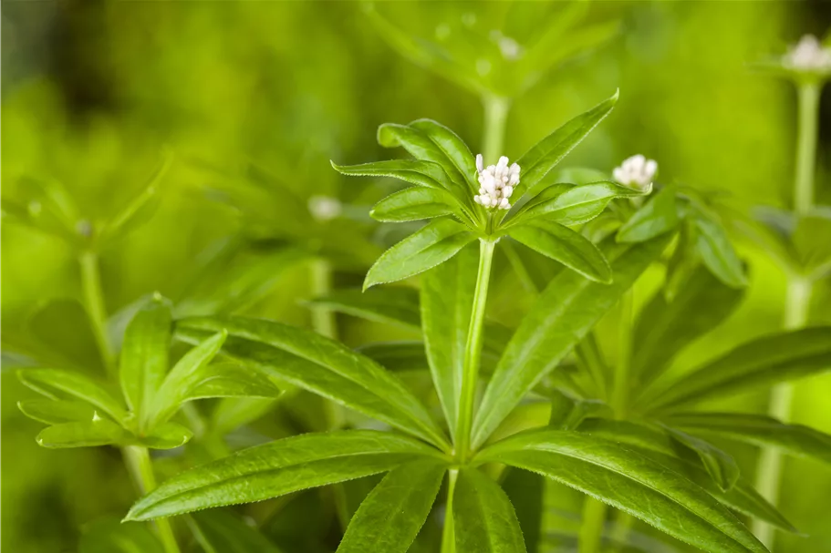 Galium odoratum