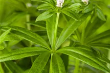 Galium odoratum