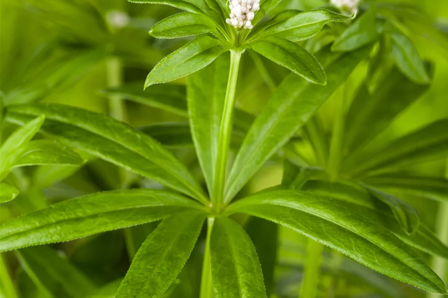 Galium odoratum