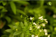 Galium odoratum