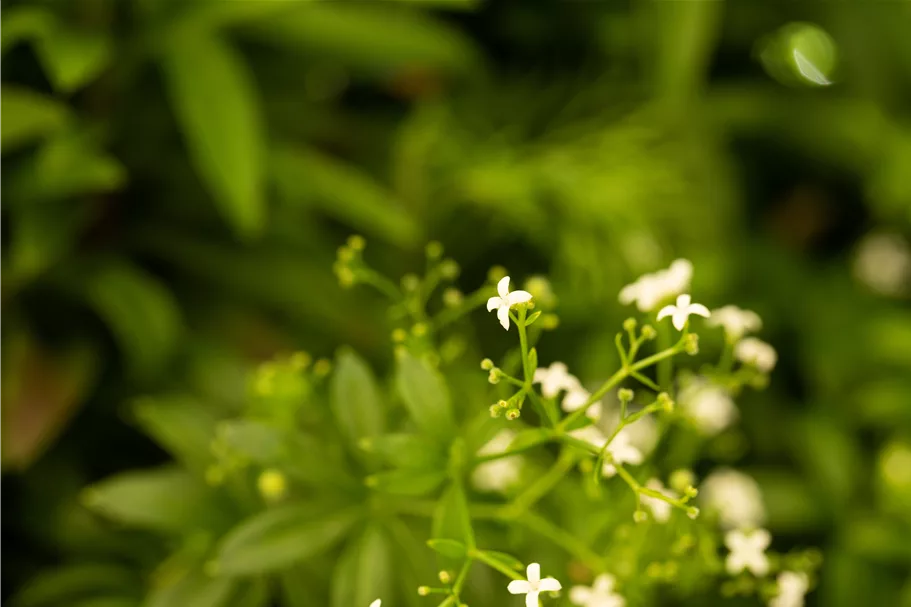 Galium odoratum