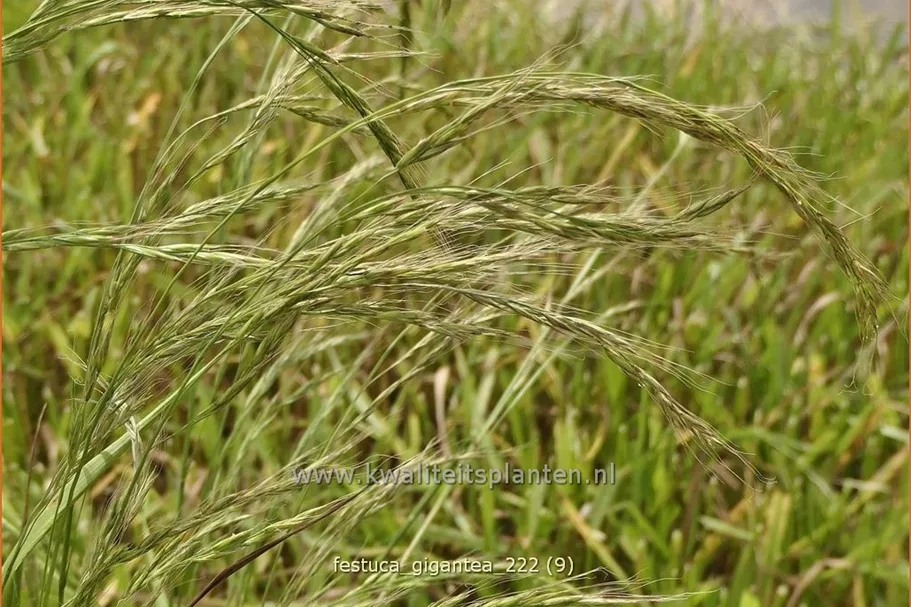 Festuca gigantea