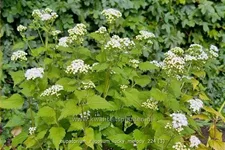 Eupatorium rugosum 'Lucky Melody'