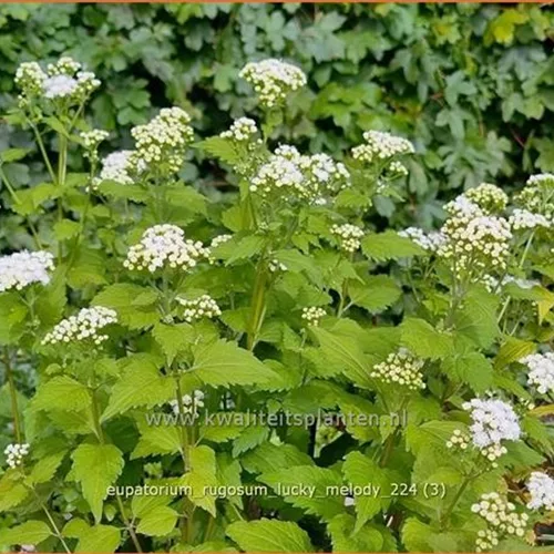 Eupatorium rugosum 'Lucky Melody'