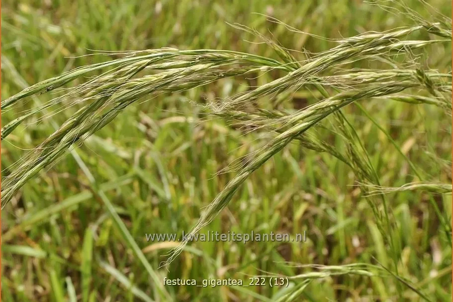 Festuca gigantea