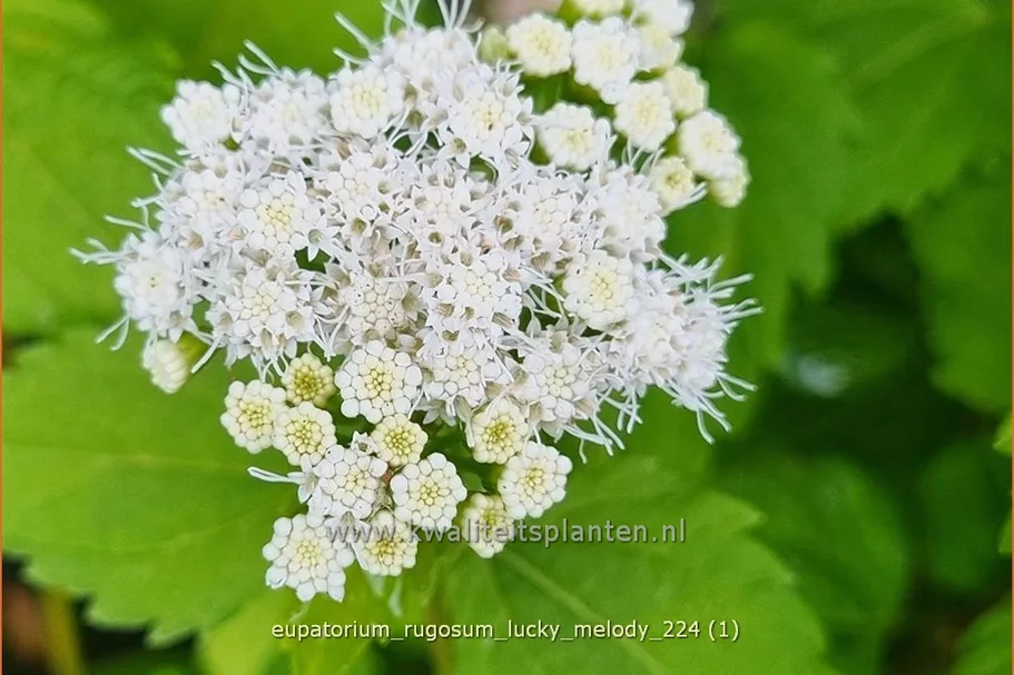 Eupatorium rugosum 'Lucky Melody'