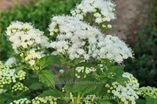 Eupatorium rugosum 'Lucky Melody'
