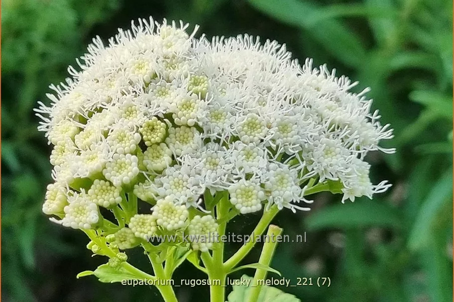 Eupatorium rugosum 'Lucky Melody'