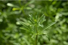 Galium verum
