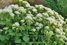 Eupatorium rugosum 'Lucky Melody'
