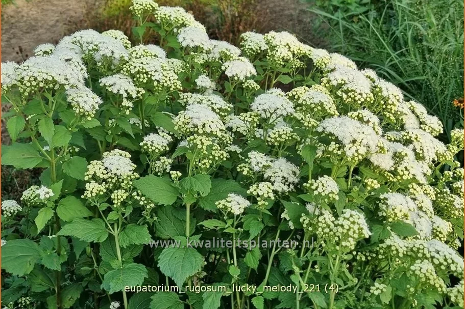 Eupatorium rugosum 'Lucky Melody'