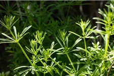 Galium verum