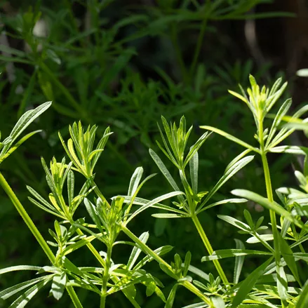 Galium verum