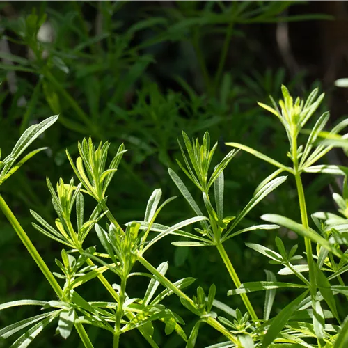 Galium verum
