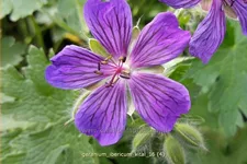 Geranium ibericum 'Vital'