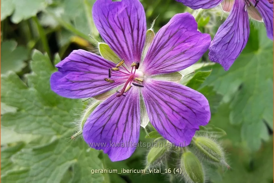 Geranium ibericum 'Vital'