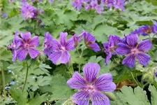Geranium ibericum 'Vital'