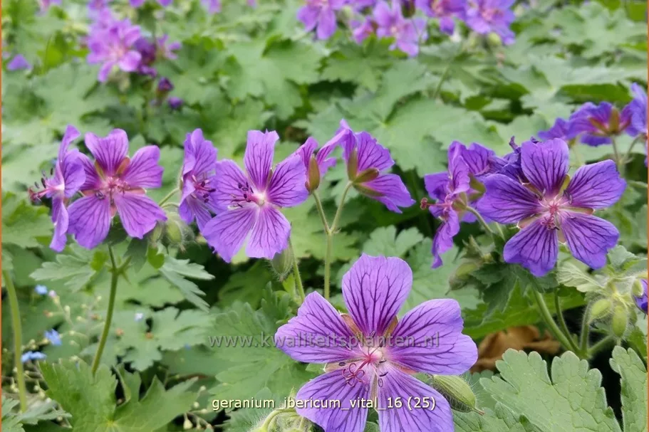 Geranium ibericum 'Vital'