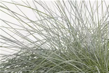 Festuca gigantea