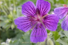 Geranium ibericum 'Vital'
