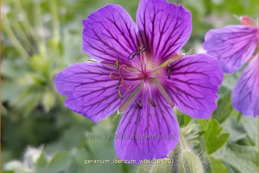 Geranium ibericum 'Vital'