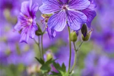 Geranium ibericum 'Vital'