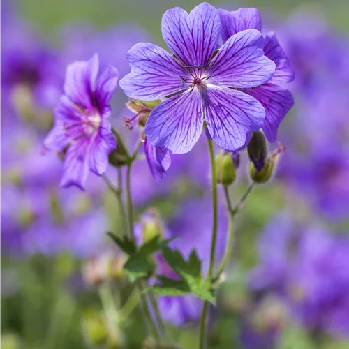 Geranium ibericum 'Vital'