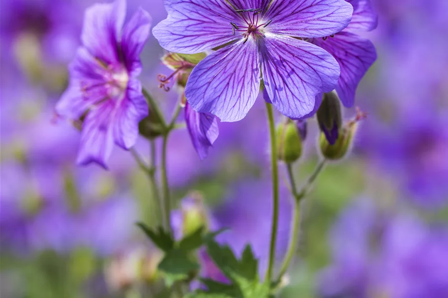Geranium ibericum 'Vital'