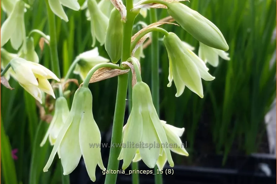 Galtonia princeps
