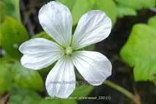 Geranium nodosum 'Silverwood'