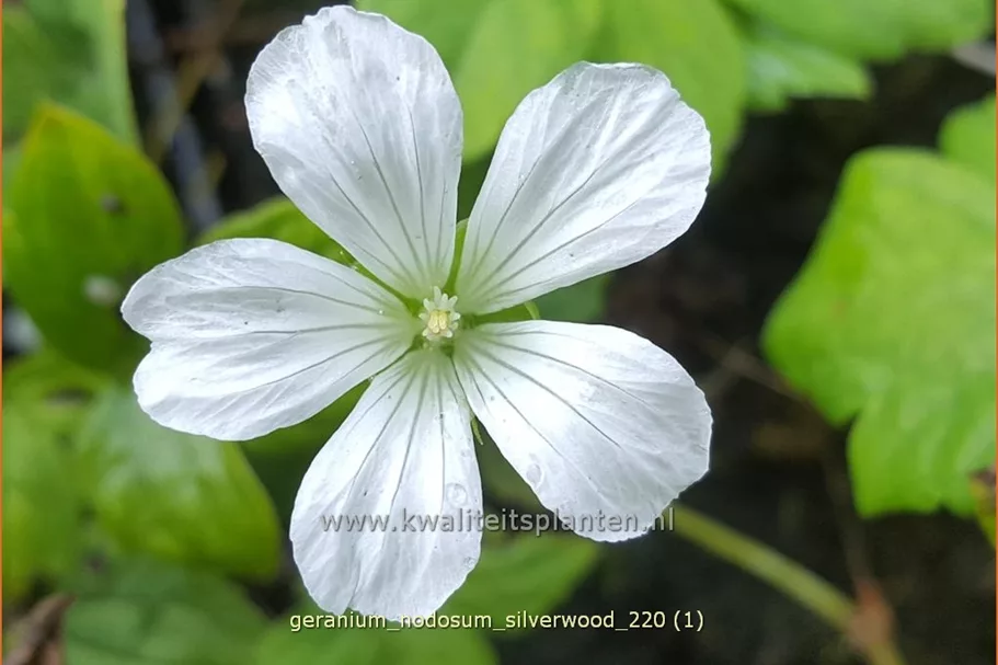 Geranium nodosum 'Silverwood'